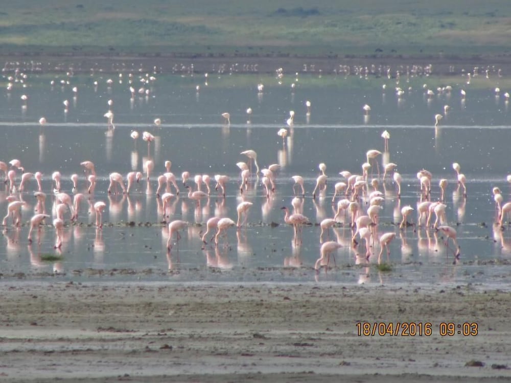 Kiboko Lodge 24/44