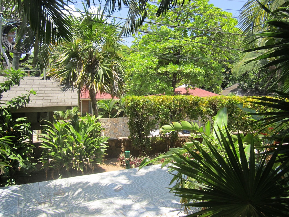 Coconut Tree West End 42/54