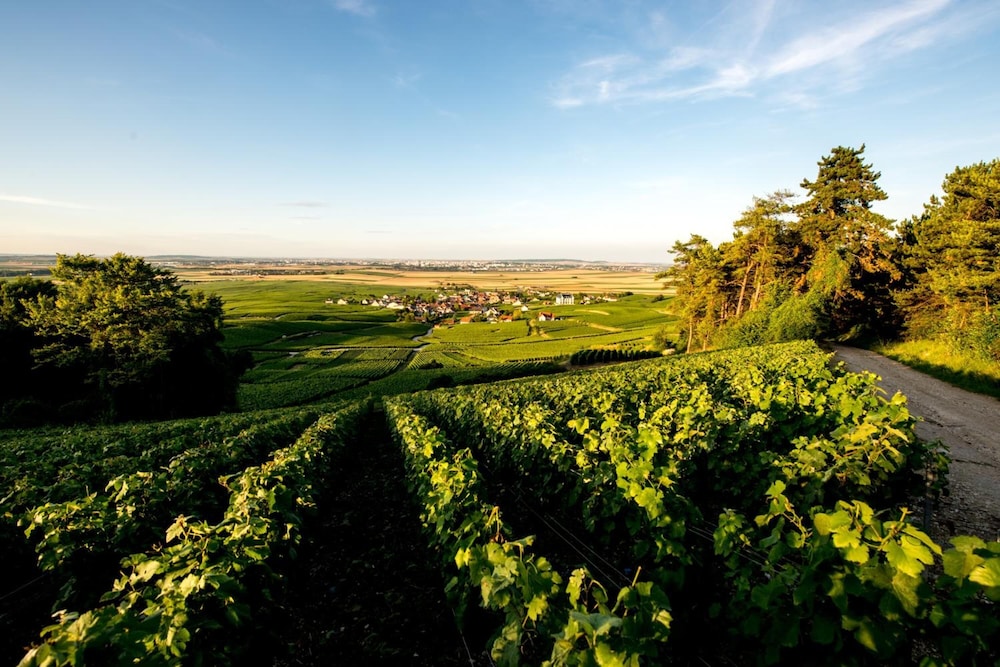 Chateau de Sacy 38/50