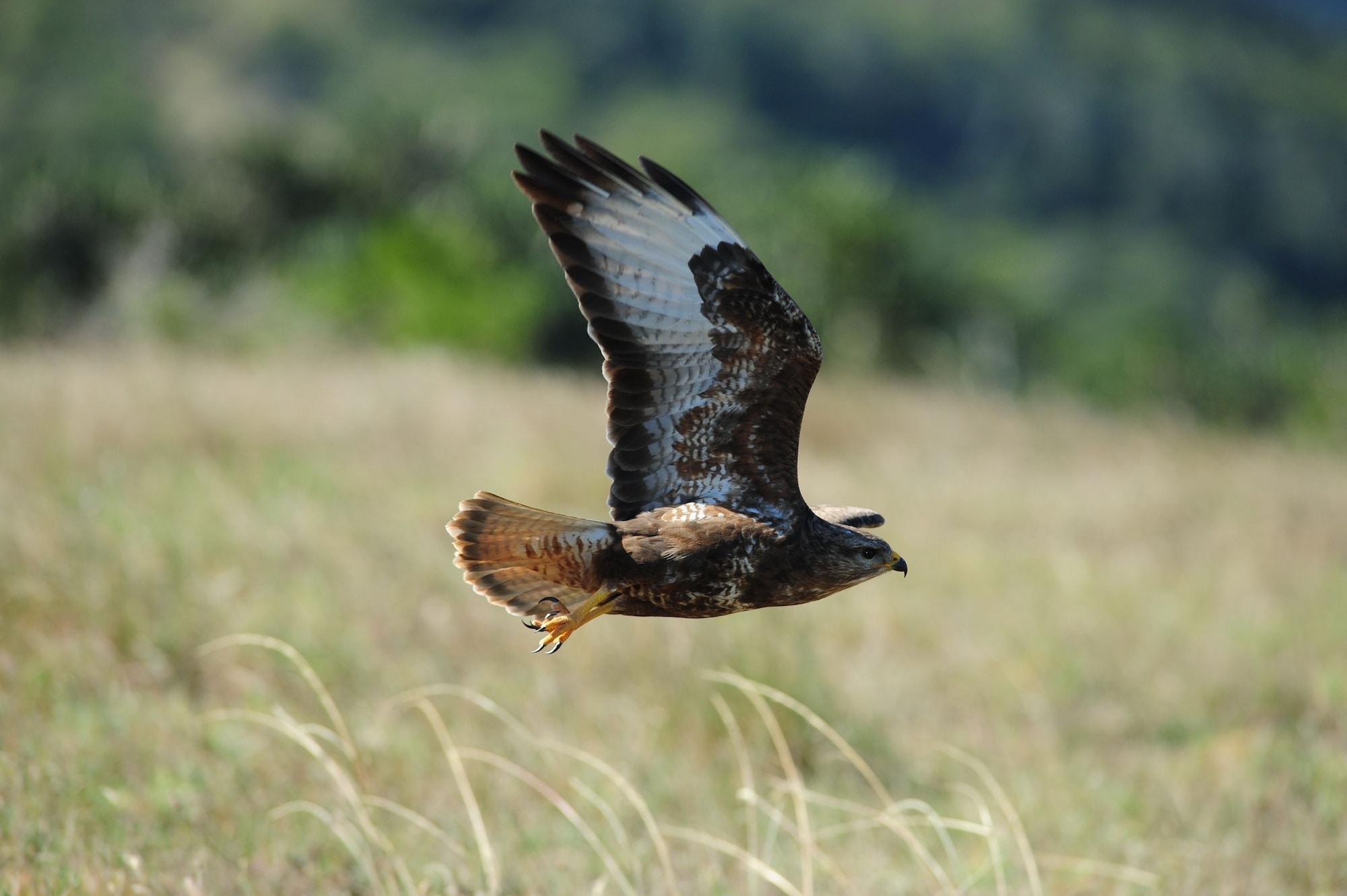 Shamwari Game Reserve - Eagles Crag 47/55