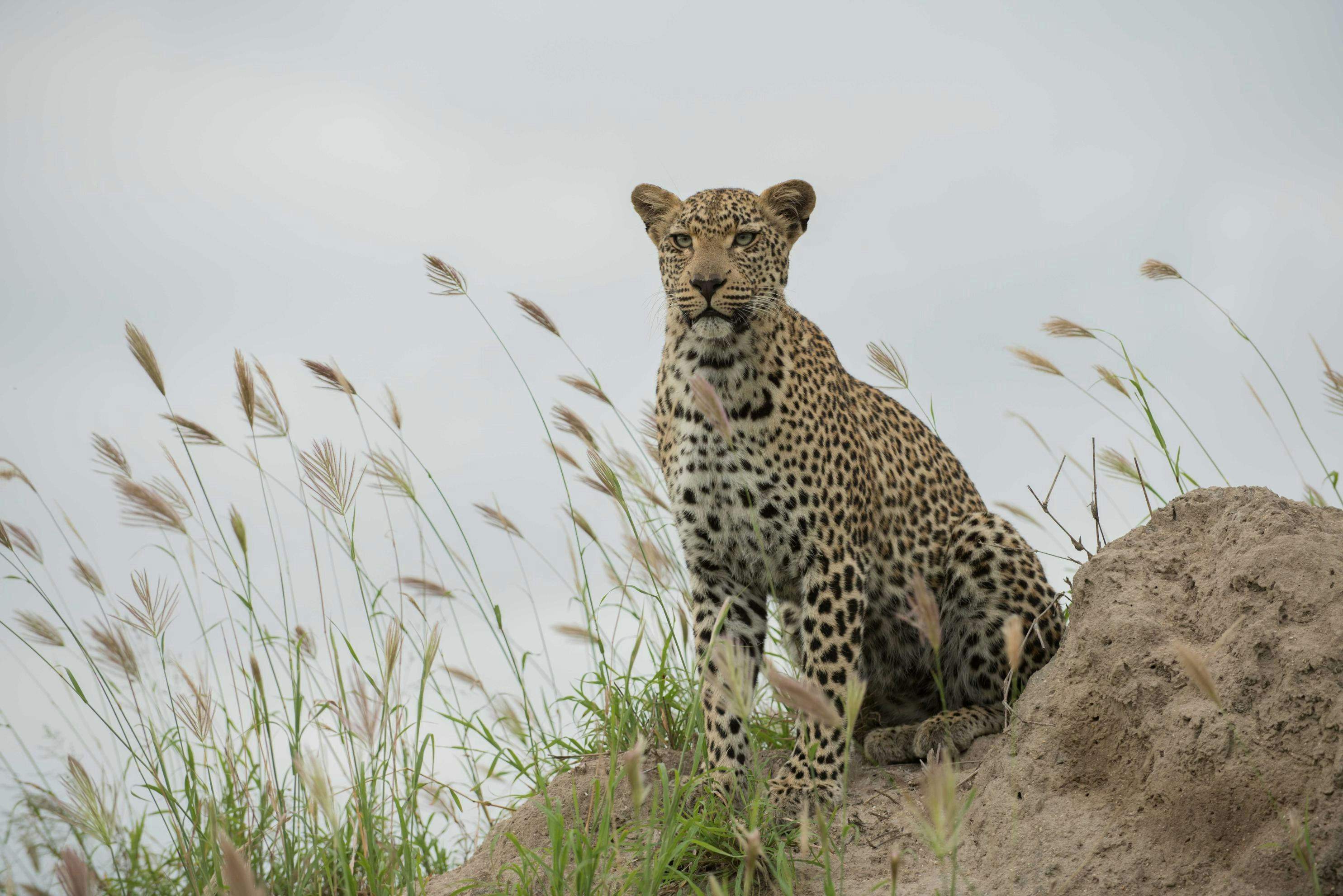 Cheetah Plains Private Game Reserve 74/96