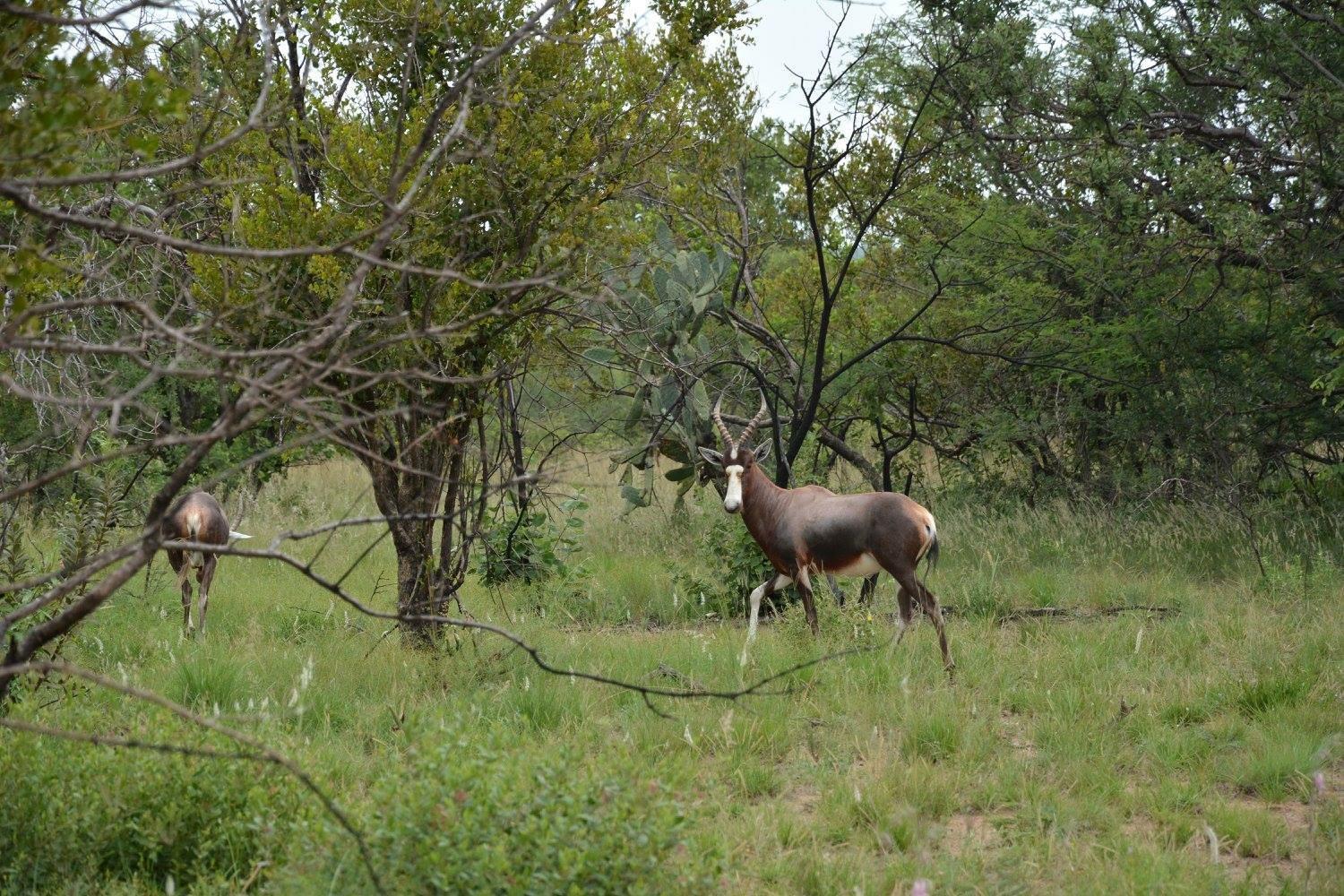 Naledi@53 Private Game Farm 37/50