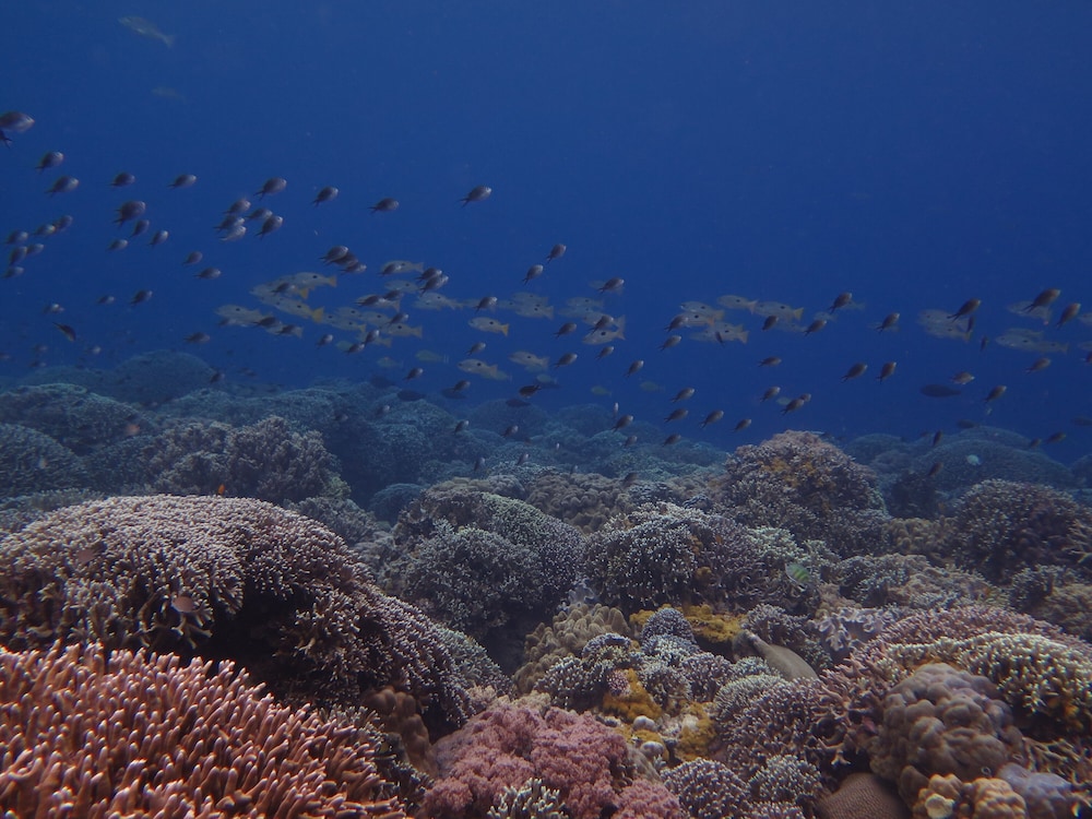Wellbeach Dive Resort 62/74