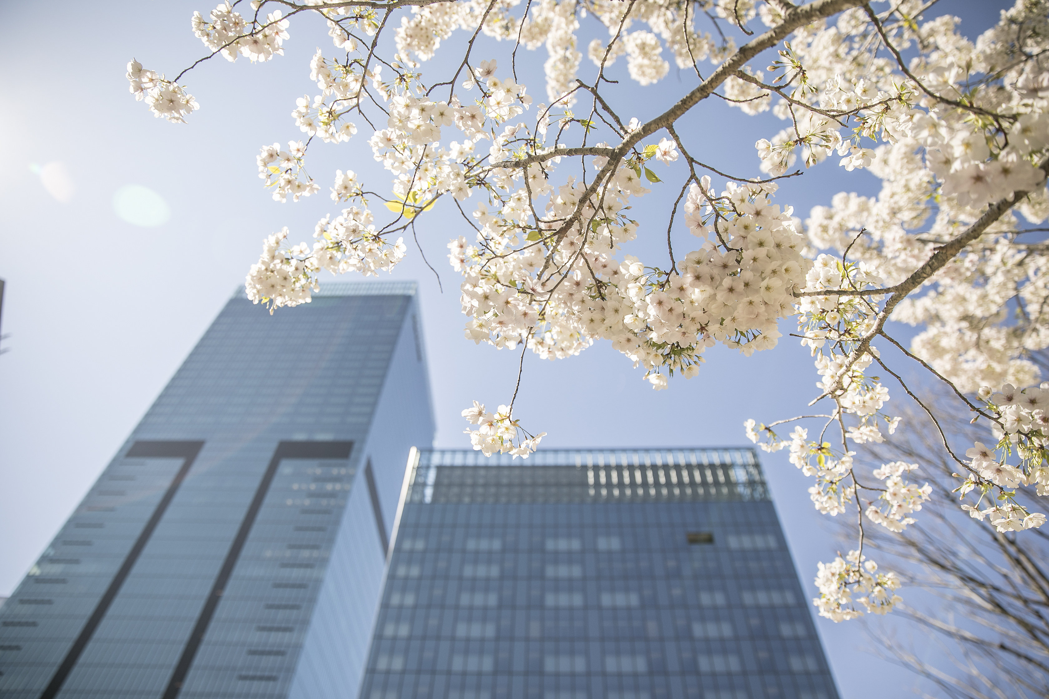 The Okura Tokyo 5/50