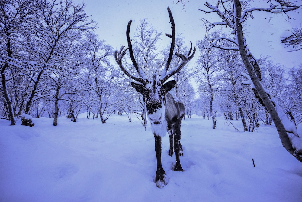 Snowhotel Kirkenes 48/49