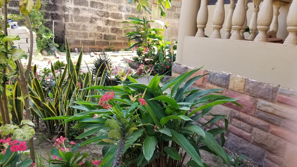 Tropical Nectar Hostel 4/20