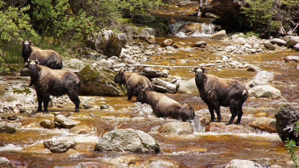 Bhutan Serviced Apartments 8/11