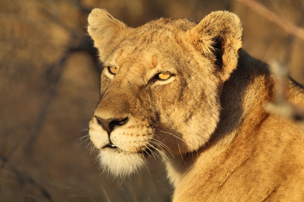 Mohlabetsi Safari Lodge 19/50