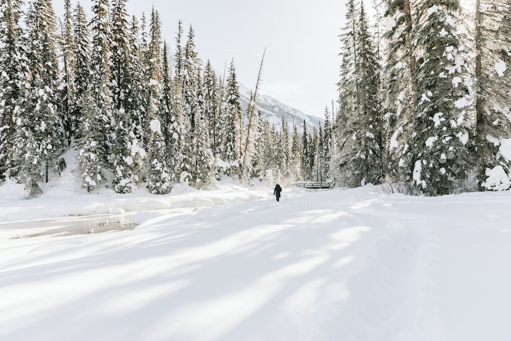 Emerald Lake Lodge 67/71