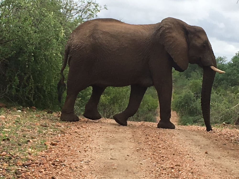 Balule Bushveld Safari Lodge 22/38