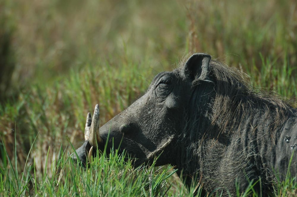 Mara Intrepids Tented Camp 33/49
