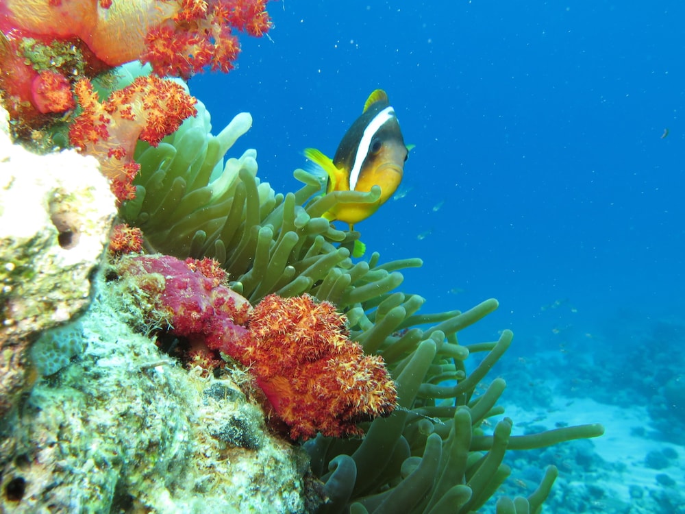 Red Sea Dive Center Hotel and Dive Center 24/29