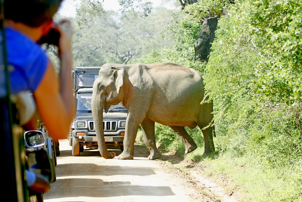 The Yala Camping 14/32