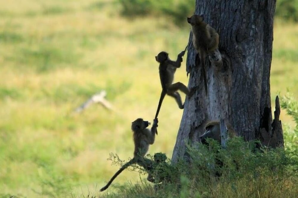 Khwai Tented Camp 12/50