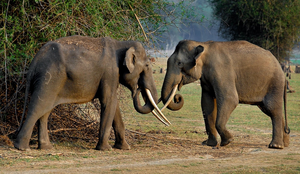 Evolve Back, Kabini 43/51