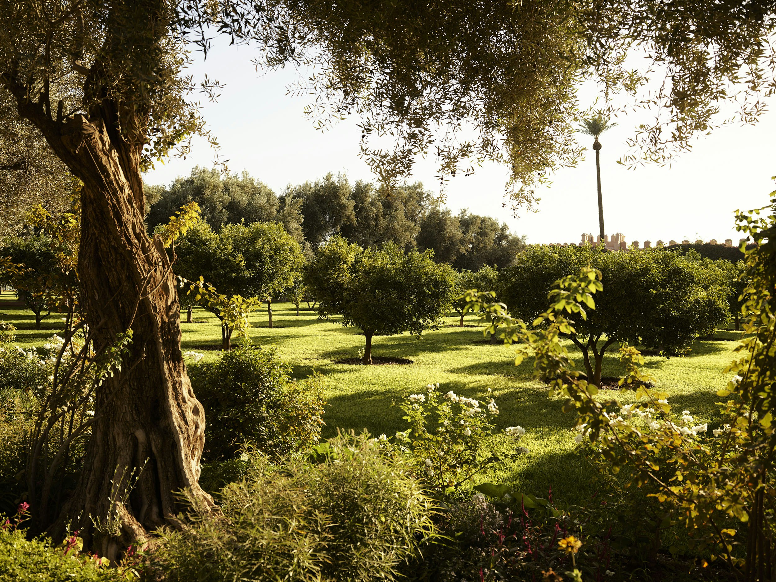 LA MAMOUNIA 72/78