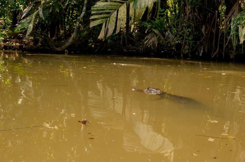 Cabinas El Icaco Tortuguero - Hostel 71/76