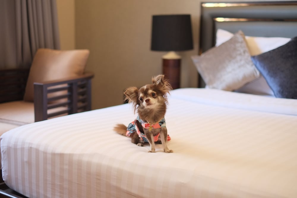 Grand Mercure Bangkok Asoke Residence 56/69