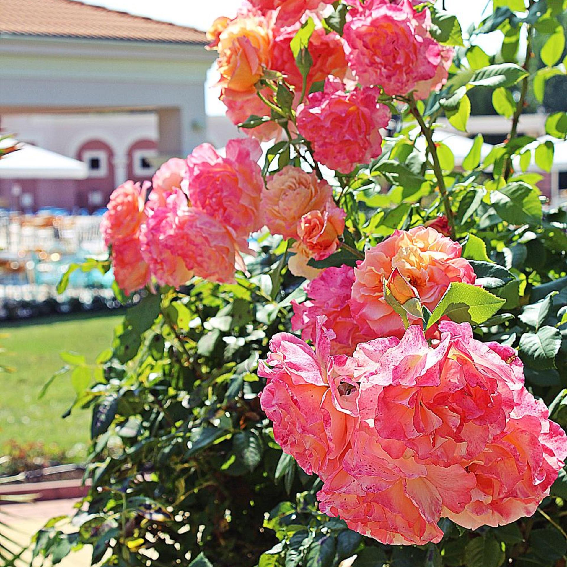 Duni Royal Holiday Village 21/49