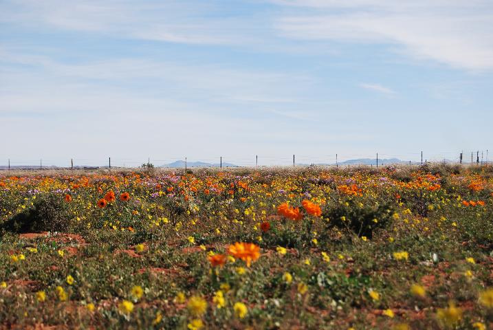 Platbakkies Farm Retreat 21/29