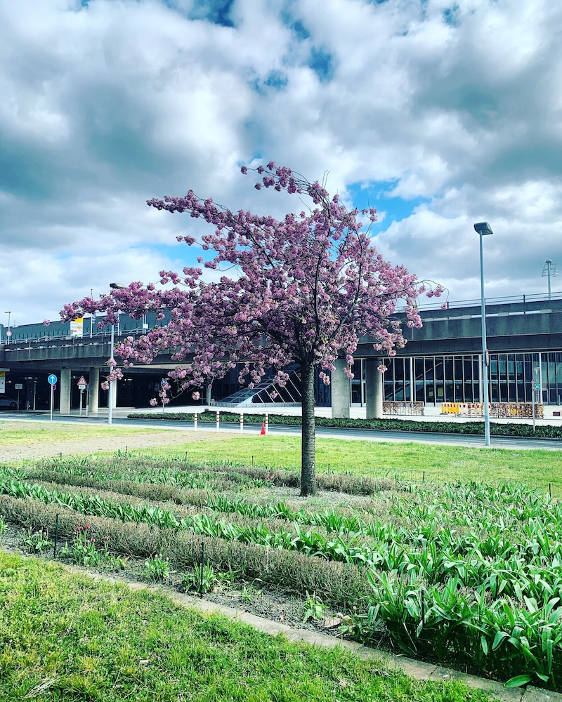 Maritim Airport Hotel Hannover 60/65