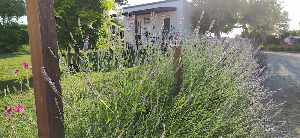 Il Giardino Fra Gli Ulivi 5/56