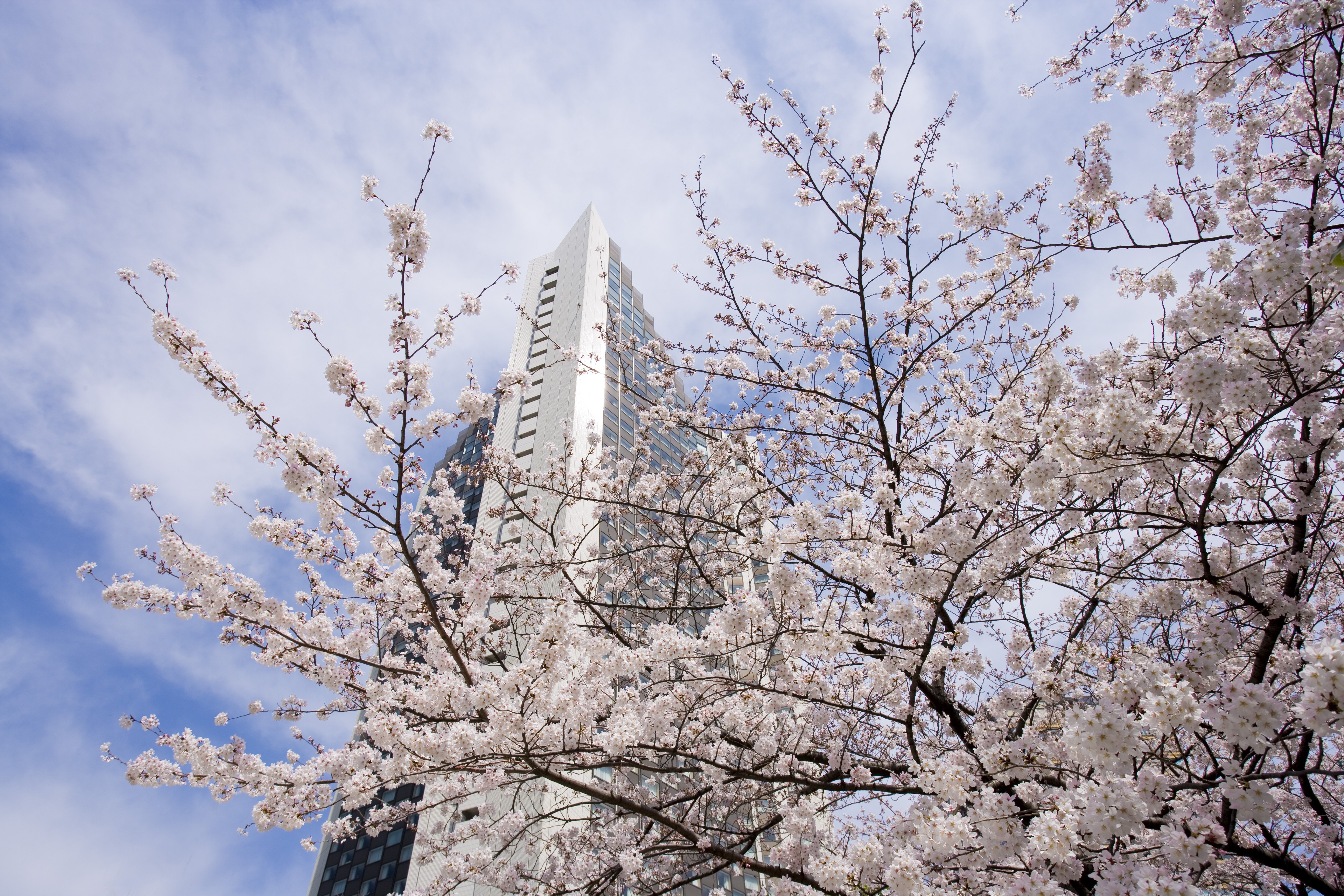 Ana Intercontinental Tokyo 77/78