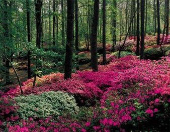 Callaway Gardens 39/50
