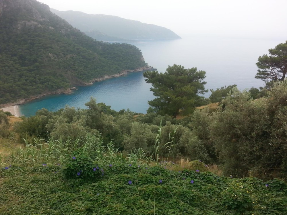 Olive Garden Kabak 32/50