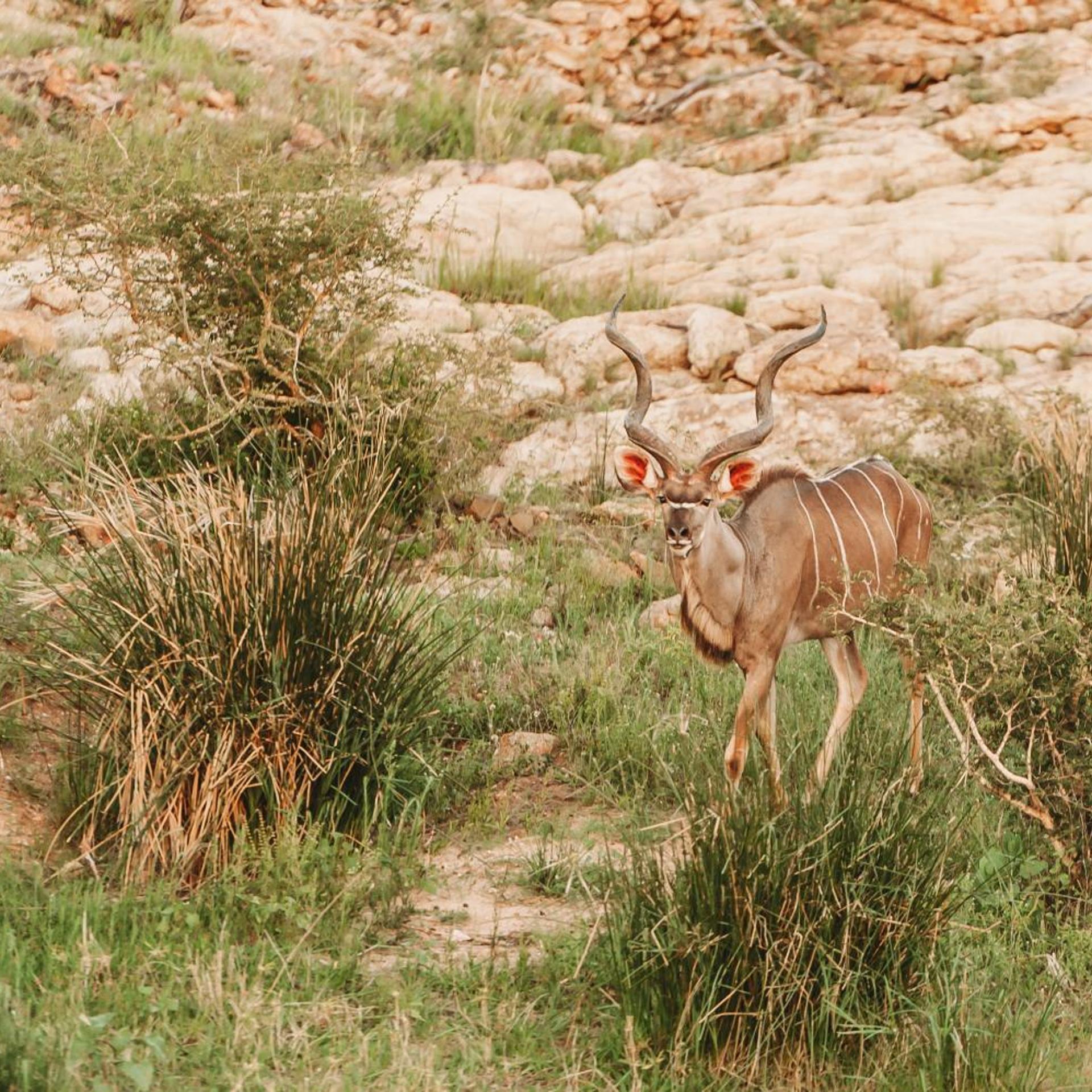 Maroelani Private Nature Reserve 44/50