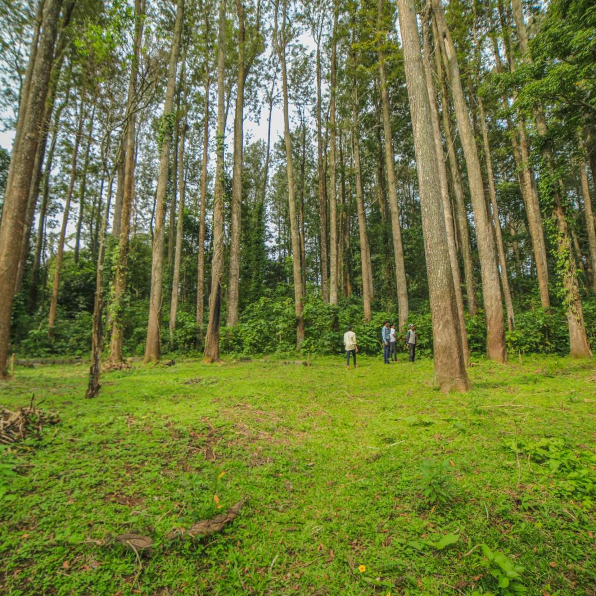 WOW Bison Woods Resort Yercaud 44/57