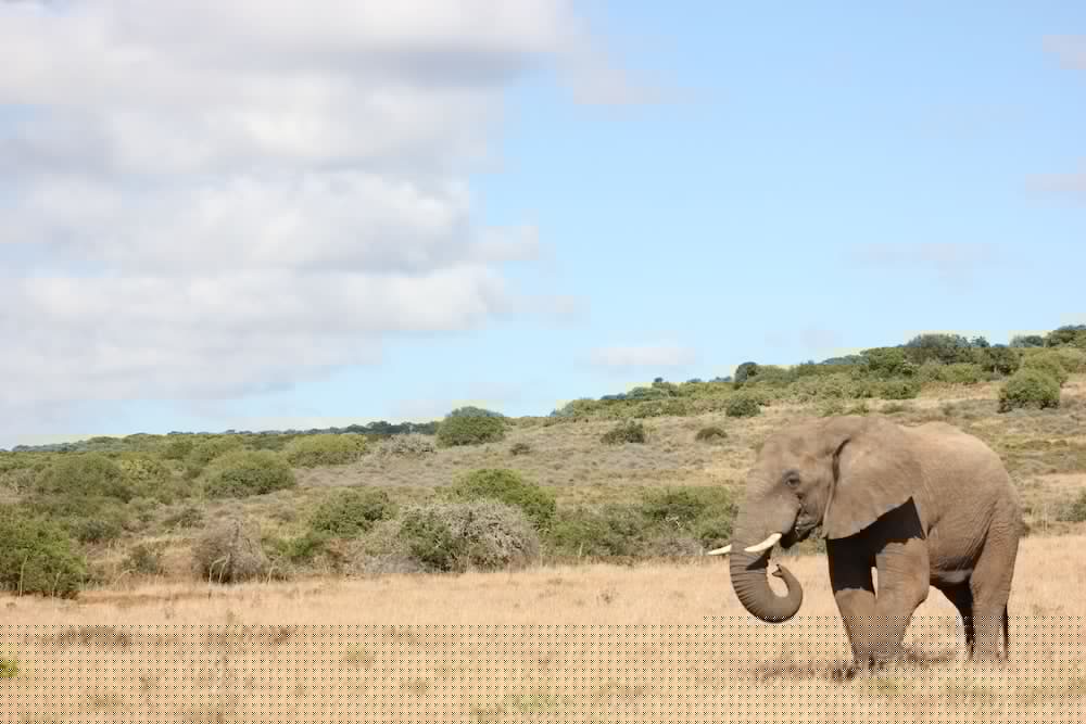 Bukela Game Lodge 11/59