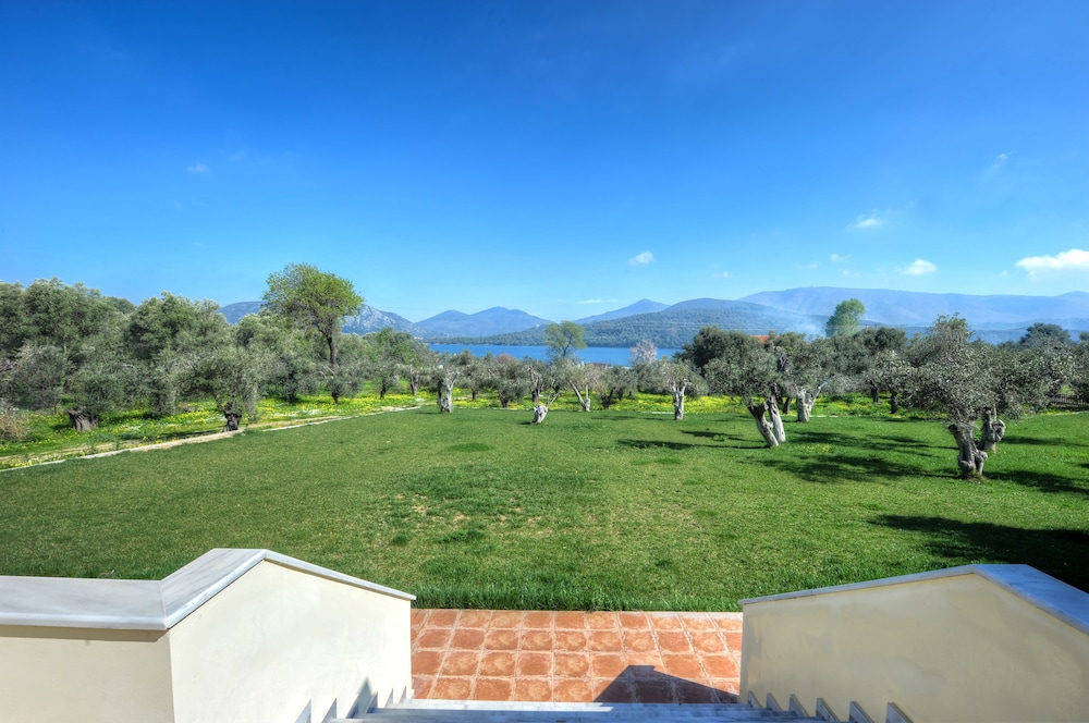 Gera's Olive Grove 42/50