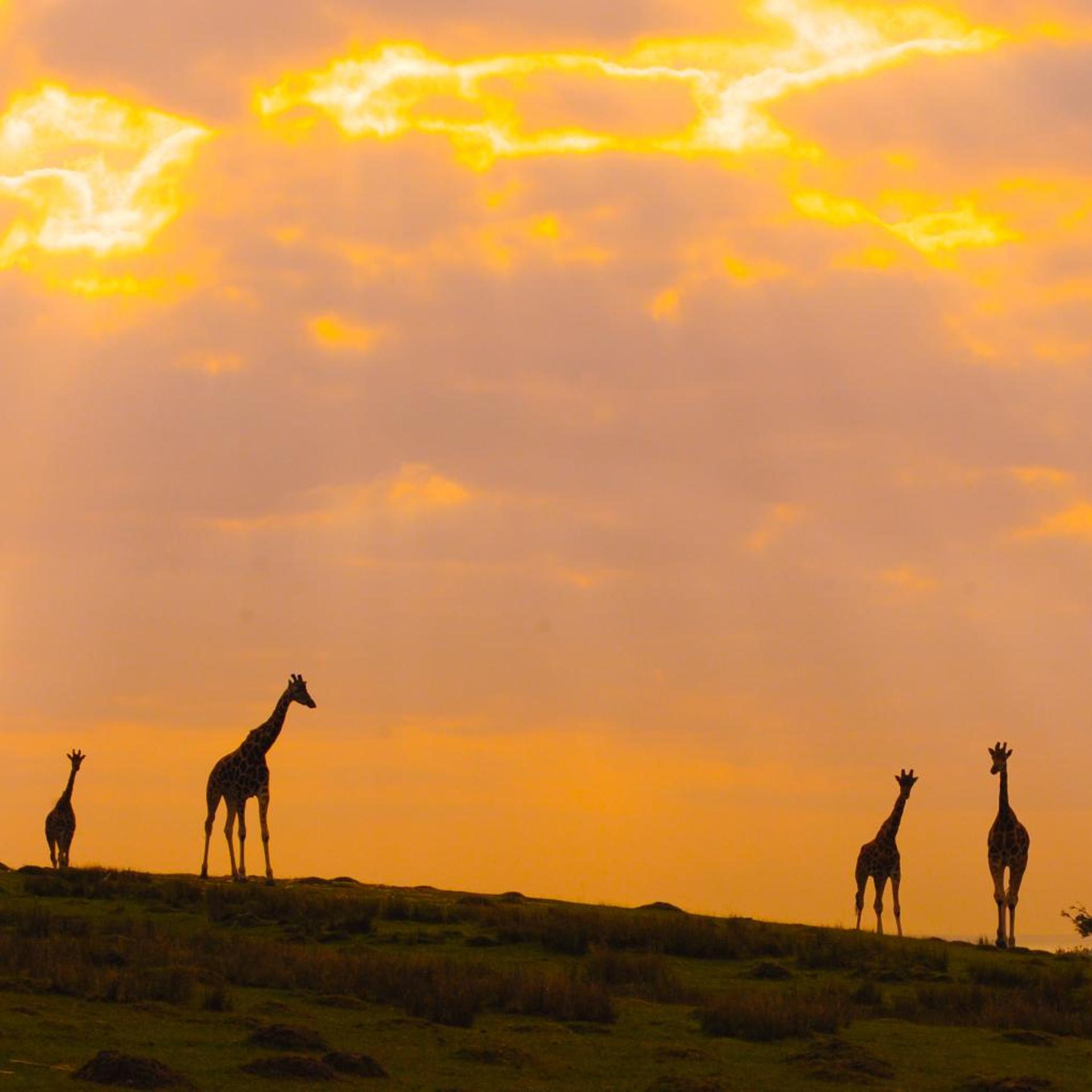 Port Lympne Reserve - Port Lympne Hotel 13/26