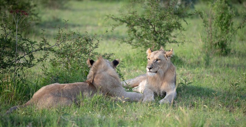 Mhondoro Game Lodge 43/50