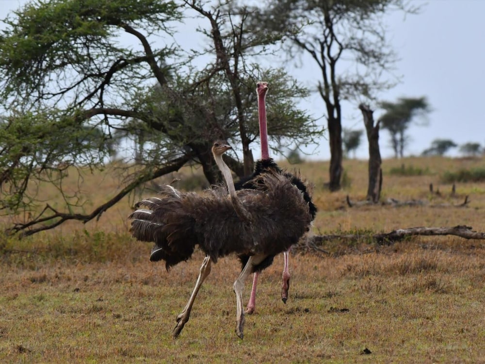 SERENGETI WILDEBEEST CAMP 53/55