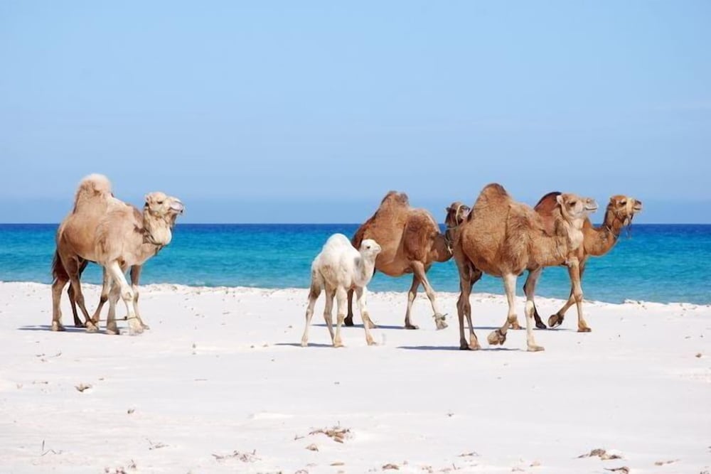 Kelibia Beach 71/71