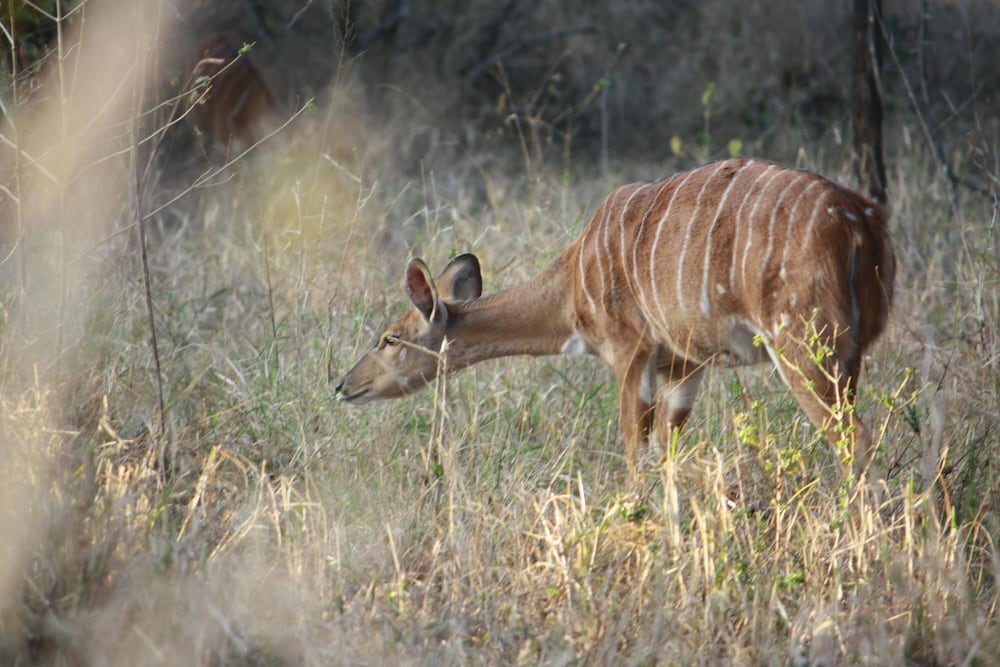 Nkonyeni Lodge & Golf Estate 47/54