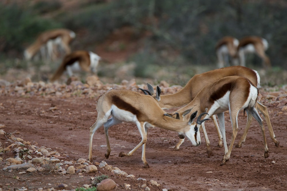 Buffelsdrift Game Lodge 46/73