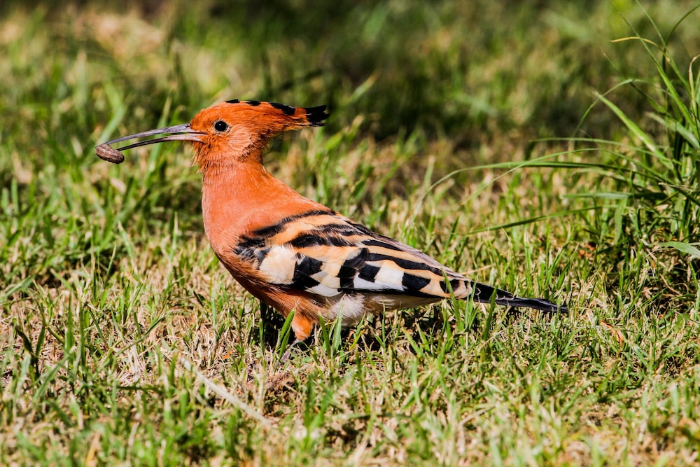 Lake Nakuru Lodge - All Inclusive 27/32