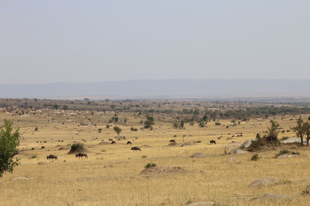 Gnu Mara River Camp 32/50