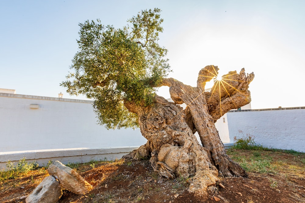 Masseria Abadia Uno 57/64