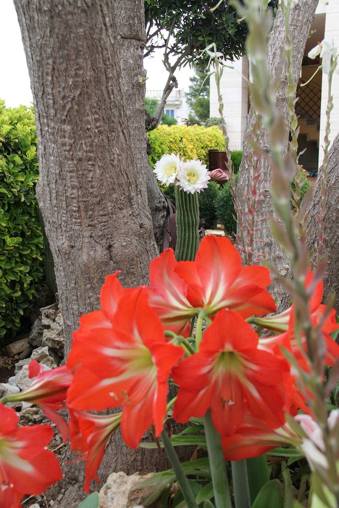 La Rosa Blu Bed and Breakfast 53/59