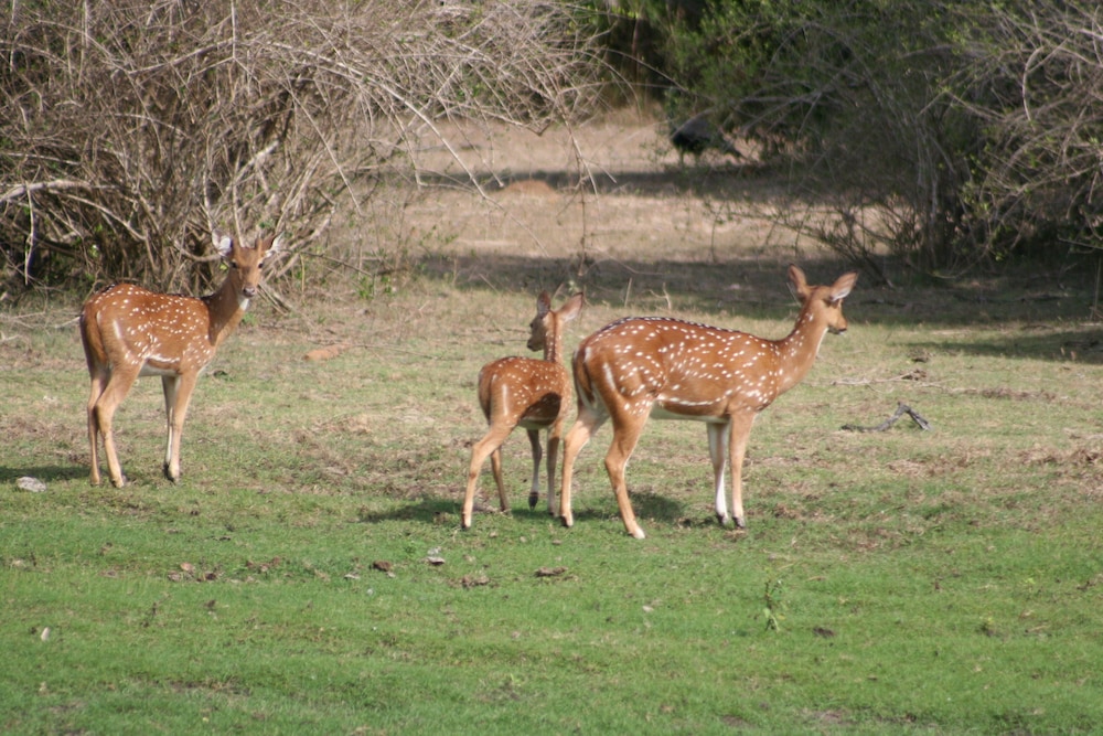 Mahoora Tented Safari Camp Bundala 16/18
