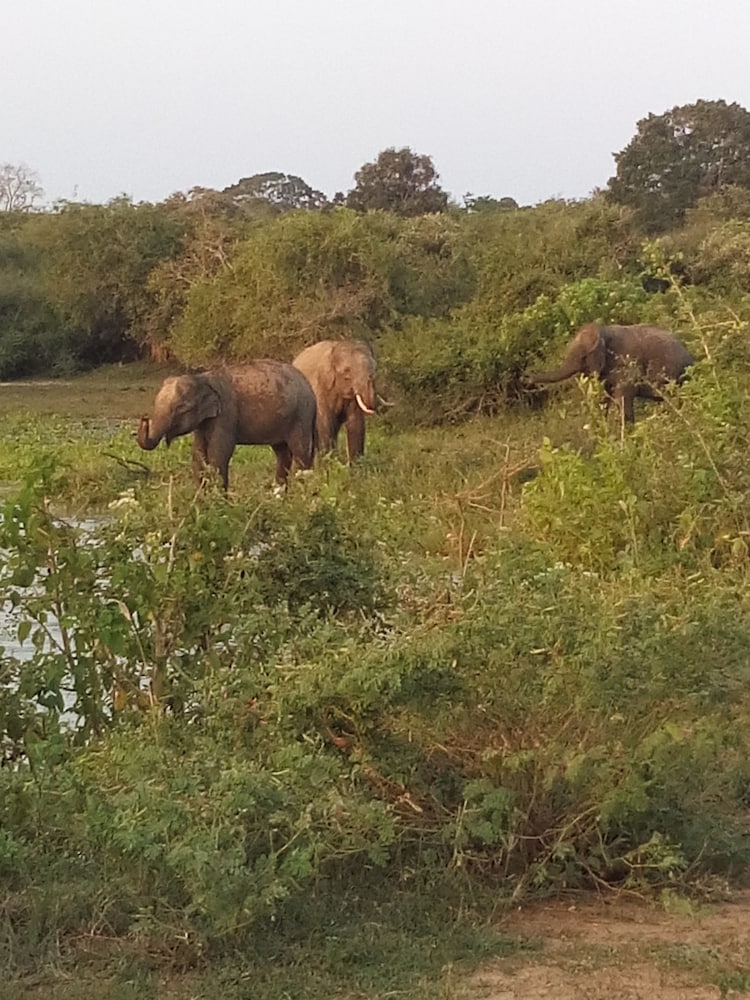 Jungle House Yala 35/50