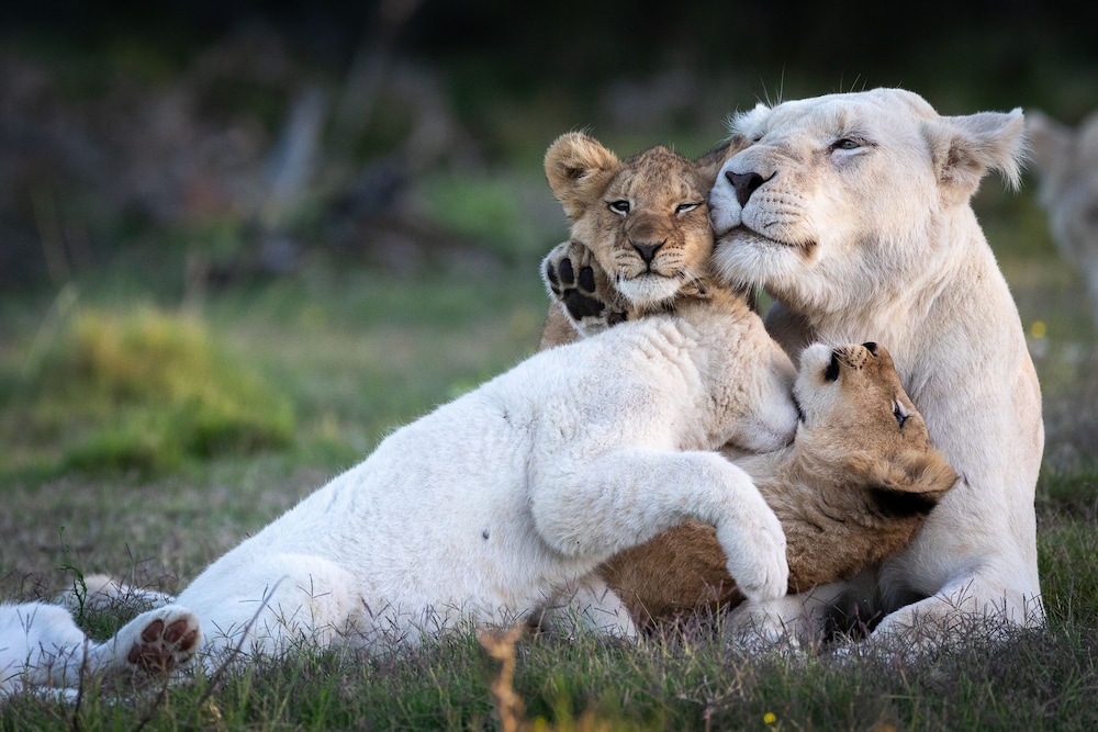 Pumba Private Game Reserve 25/50