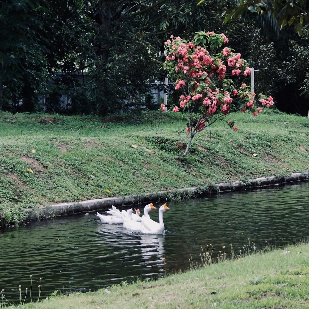 Orchard Pa La U 39/50