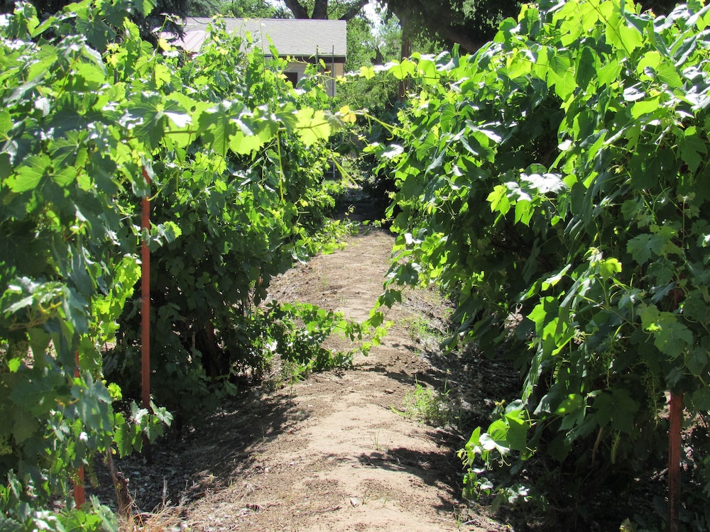 Red Horse Vineyard Bed & Breakfast 60/66