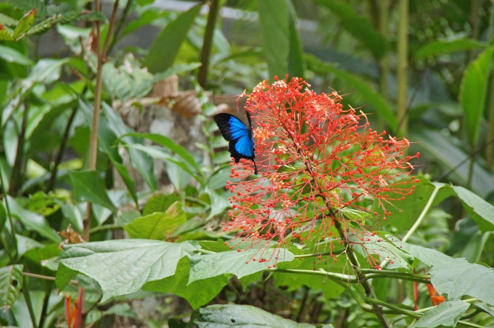 Heritage Lodge In the Daintree 48/53