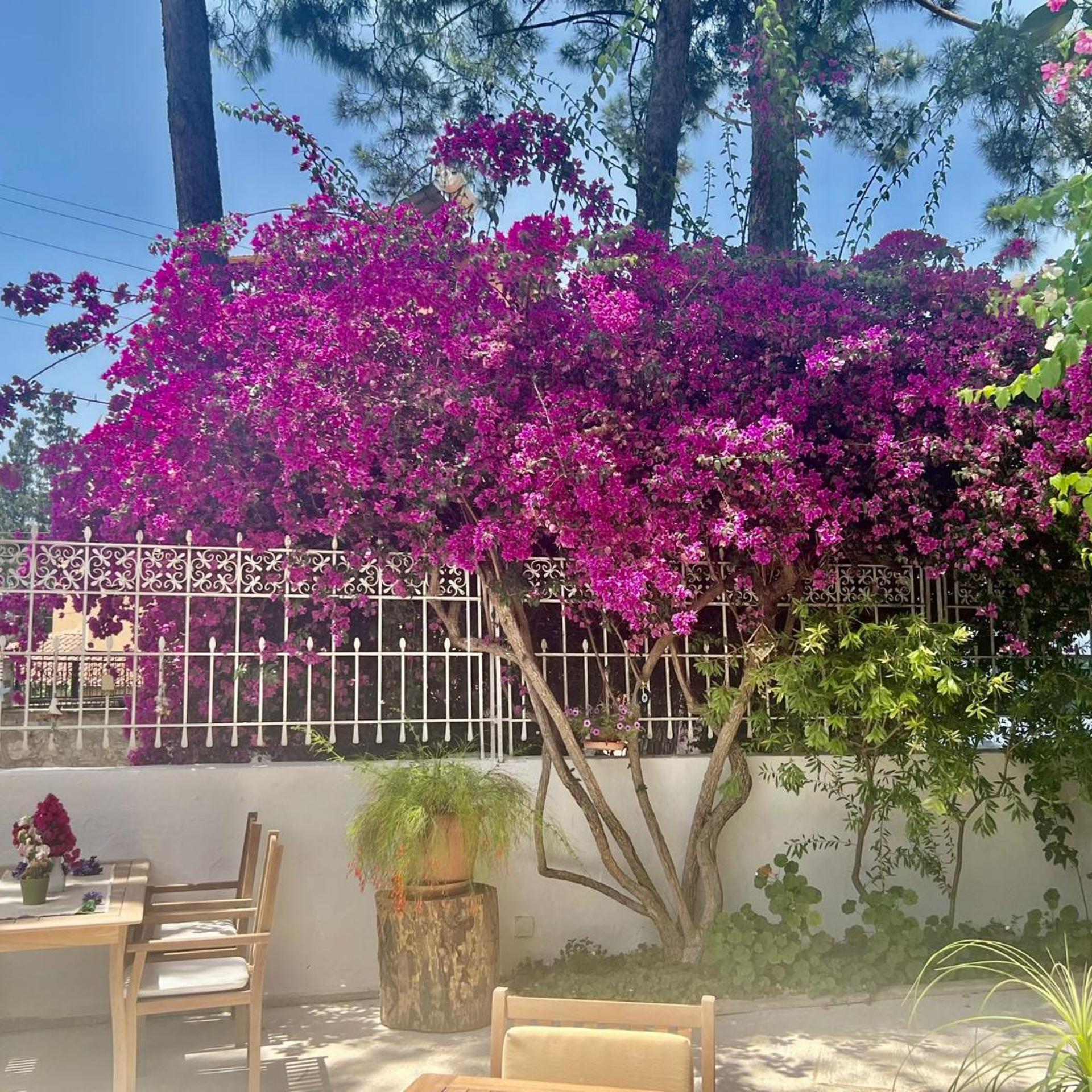 Carikci Otel Marmaris 3/44